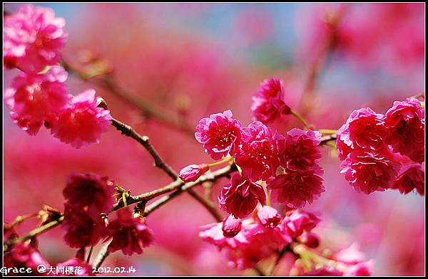 2012.02.14 宜蘭大同牛鬥 ~櫻花~Gracehomestay