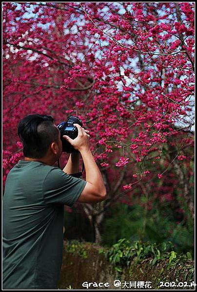 2012.02.14 宜蘭大同牛鬥 ~櫻花~Gracehomestay