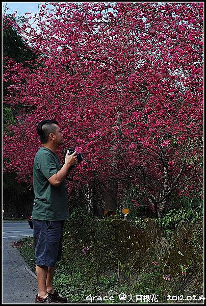 2012.02.14 宜蘭大同牛鬥 ~櫻花~Gracehomestay