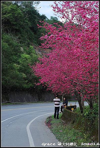 2012.02.14 宜蘭大同牛鬥 ~櫻花~Gracehomestay