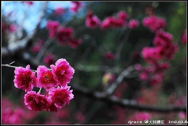 2012.02.14 宜蘭大同牛鬥 ~櫻花~Gracehomestay