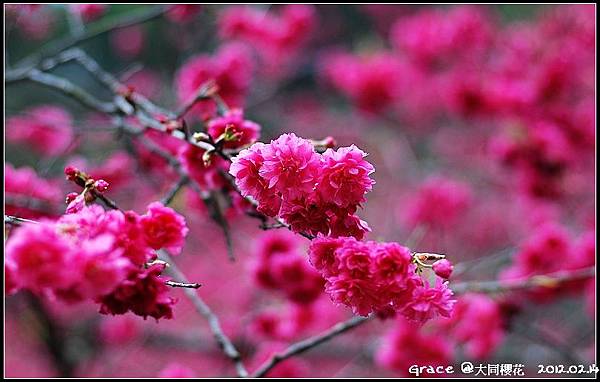 2012.02.14 宜蘭大同牛鬥 ~櫻花~Gracehomestay