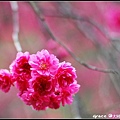 2012.02.14 宜蘭大同牛鬥 ~櫻花~Gracehomestay