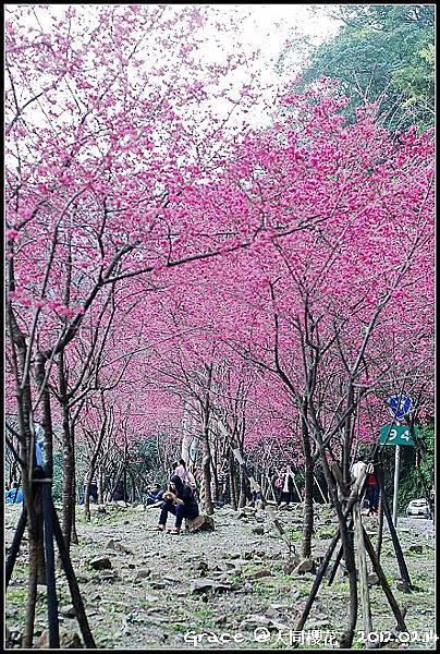 2012.02.14 宜蘭大同牛鬥 ~櫻花~Gracehomestay