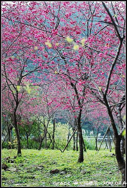 2012.02.14 宜蘭大同牛鬥 ~櫻花~Gracehomestay