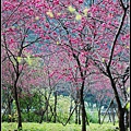 2012.02.14 宜蘭大同牛鬥 ~櫻花~Gracehomestay