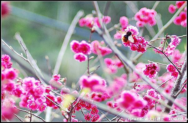 2012.02.14 宜蘭大同牛鬥 ~櫻花~Gracehomestay