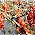 2012.03武陵農場櫻花雨~鐵馬一日遊~我是宜蘭民宿葛瑞絲