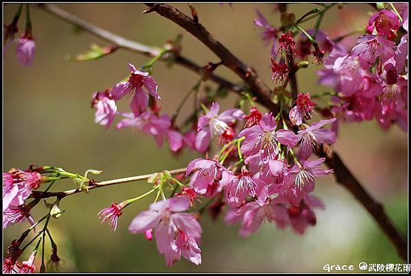 2012.03武陵農場櫻花雨~鐵馬一日遊~我是宜蘭民宿葛瑞絲