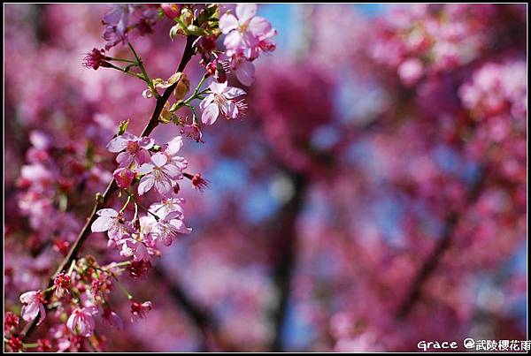 2012.03武陵農場櫻花雨~鐵馬一日遊~我是宜蘭民宿葛瑞絲