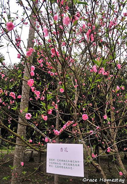 台七丙線山櫻花~在牛鬥盛開囉