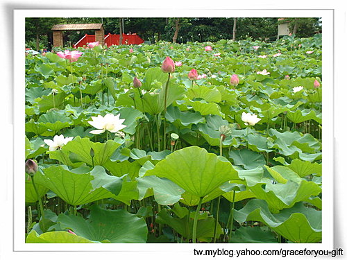 蓮花池