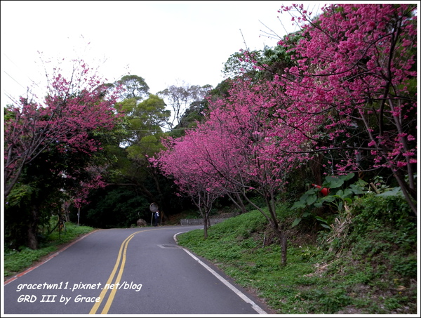 2010北投復興三路櫻花 2010北投復興三路櫻花