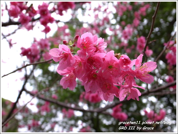 2010北投復興三路櫻花 2010北投復興三路櫻花
