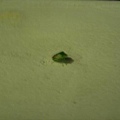 墾丁民宿－白色城堡－一隻小綠蟲.JPG
