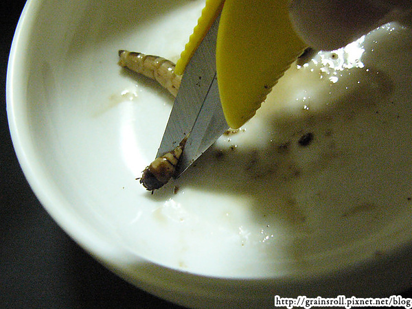 第二步：在食盆裡把蟲蟲的頭剪掉