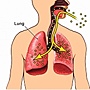 lungs