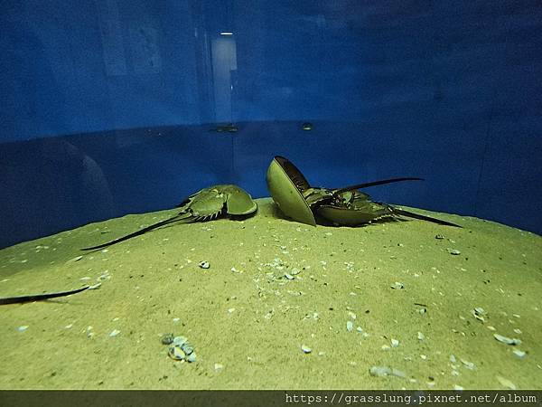 20230911 花日本九州員工旅行草跟著去Day3 20230911 花日本九州員工旅行草跟著去Day3