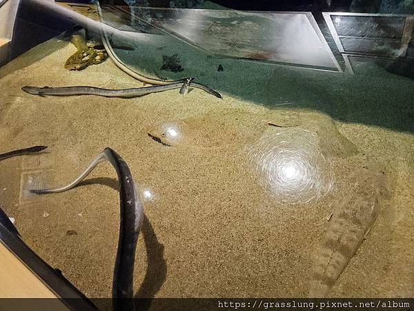 20230911 花日本九州員工旅行草跟著去Day3 20230911 花日本九州員工旅行草跟著去Day3