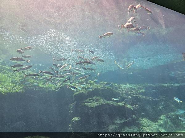 20230911 花日本九州員工旅行草跟著去Day3 20230911 花日本九州員工旅行草跟著去Day3