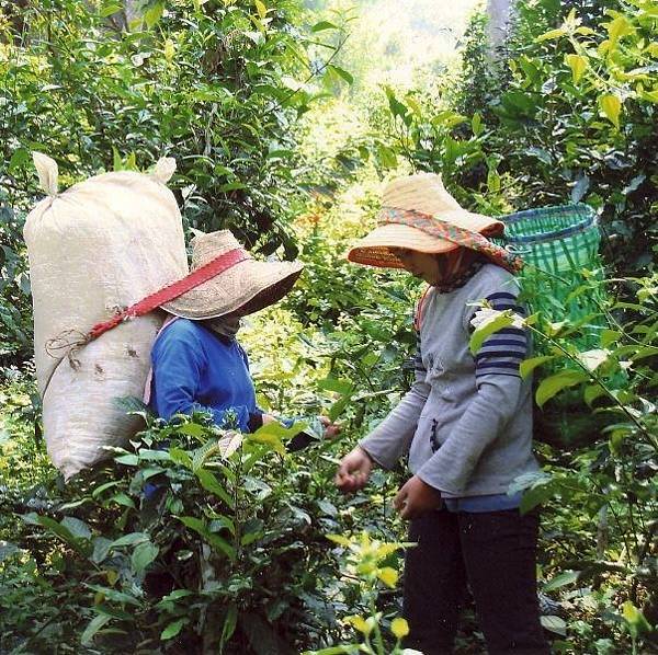 普洱茶大葉古樹 1.jpg 普洱茶大葉古樹 1.jpg