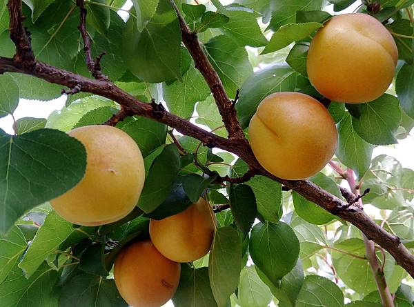 apricot CA 1.jpg apricot CA 1.jpg