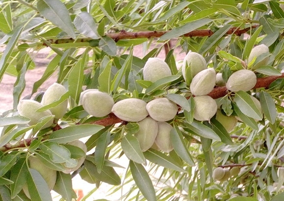 almond CA 3.jpg almond CA 3.jpg