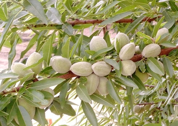 almond CA 3.jpg