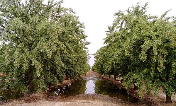 almond farm CA.jpg almond farm CA.jpg