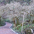 梅林居賞梅步道