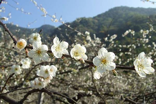 梅花季