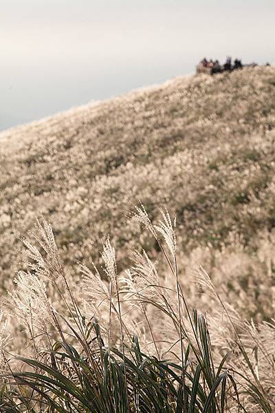 [風景攝影]陽明山大屯主峰賞芒草-1