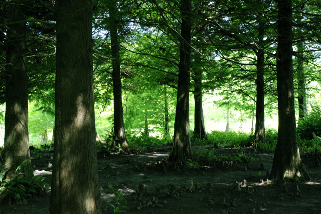 Forest Forest