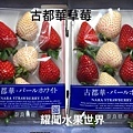 古都華草莓.jpg