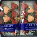 奈良淡雪系列-古都華草莓