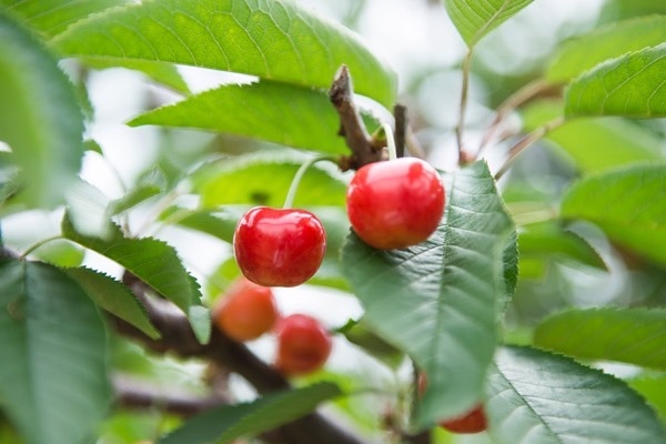 三、四月的耀聞水果世界🌍 最頂級、稀有嚴選果物 有哪一些呢😎