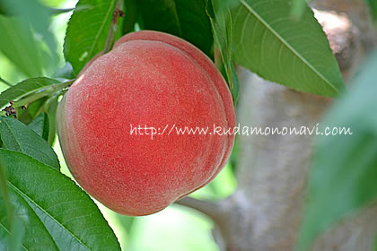 水果中的香氣女王Queen👸 山梨溫室水蜜桃🍑