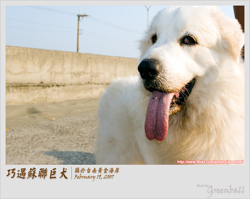 蘇聯巨犬_6111415453215.jpg