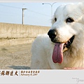 蘇聯巨犬_6210415453259.jpg