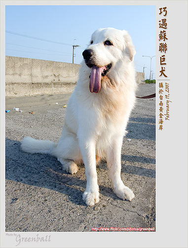 蘇聯巨犬_7106415453487.jpg