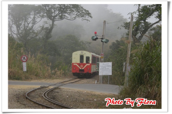 嘉義瑞里阿里山線平交道火車