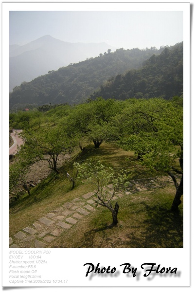 南投東埔柳家梅園1