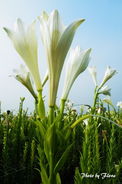 百合花直