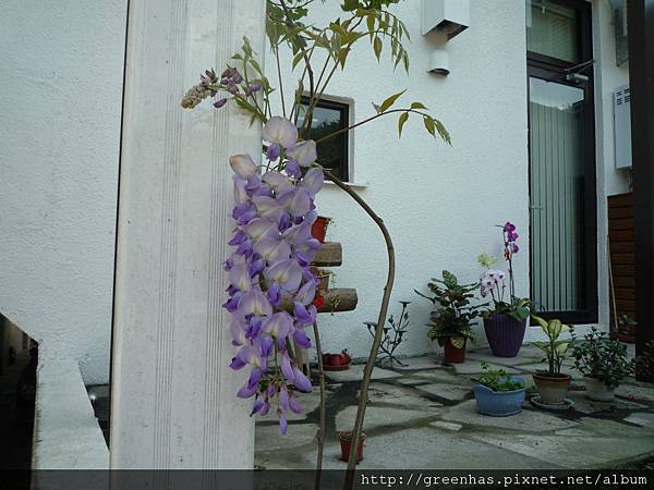 第一年的紫藤開花P1060265.JPG 第一年的紫藤開花P1060265.JPG