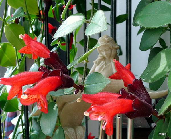 春暖花開 春暖花開
