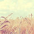 Soft_Wheat_Field.jpg