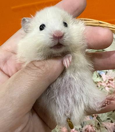 歡迎新家人~~薯餅!!