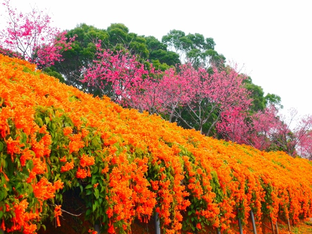 「炮仗花公園」的圖片搜尋結果