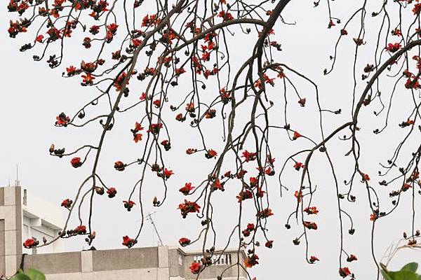 IMG_9092 (620x413).jpg