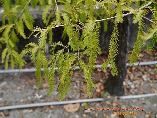 P8860455 (620x465).jpg